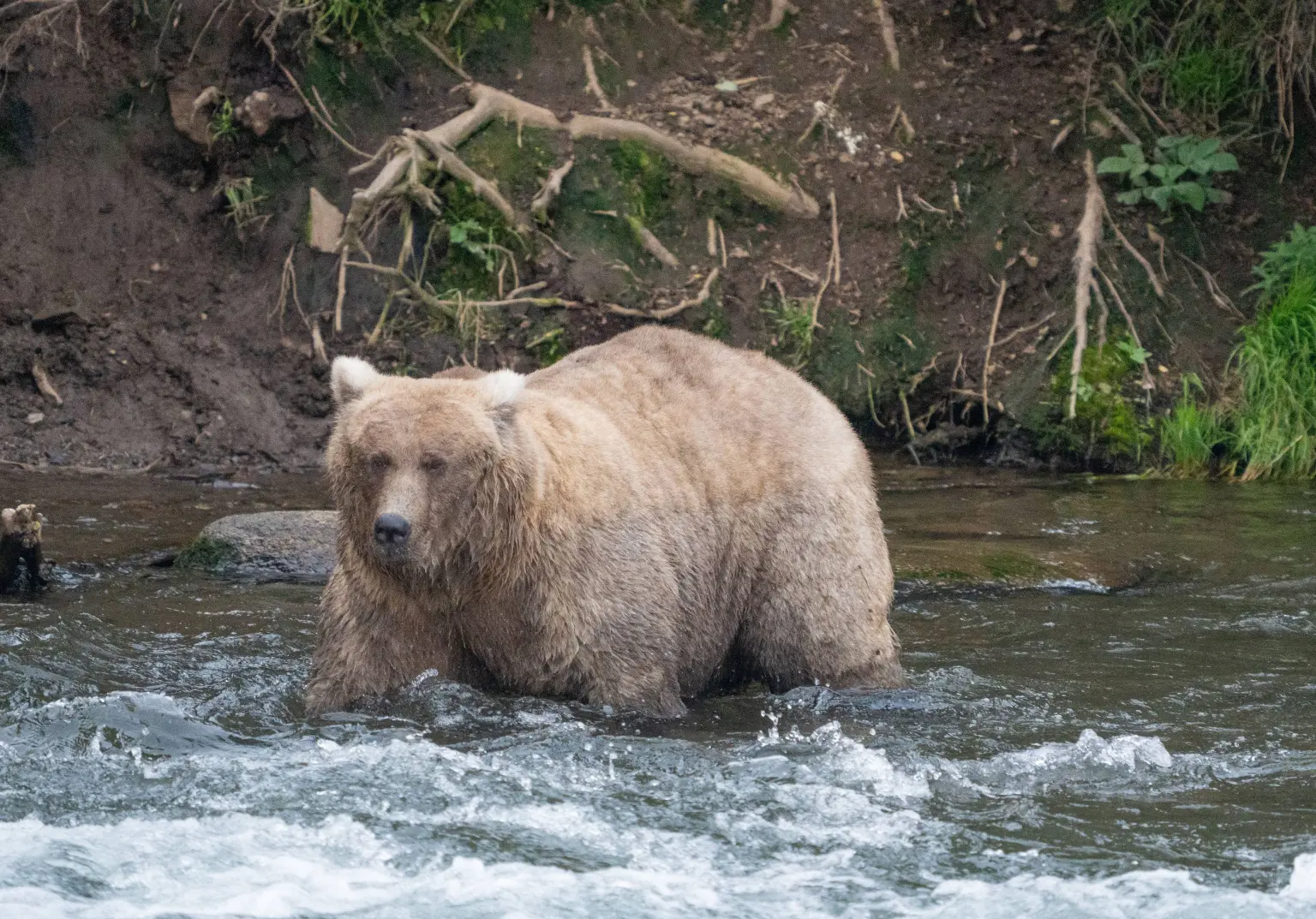 Fan Favorite Triumphs In Fat Bear Week 2024 National Park Explorer