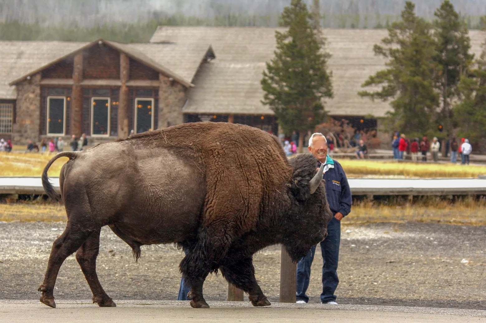 Bison Bluff Charges Group Of tourons At Yellowstone National Park 