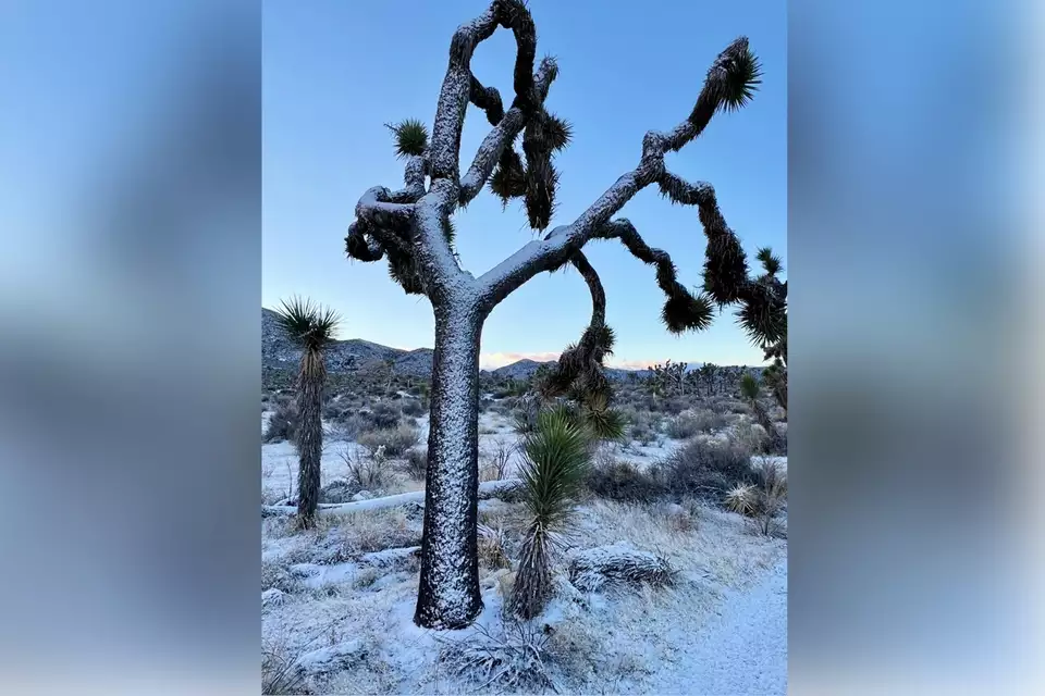 Rare High desert Snowstorm Blankets Joshua Tree National Park 