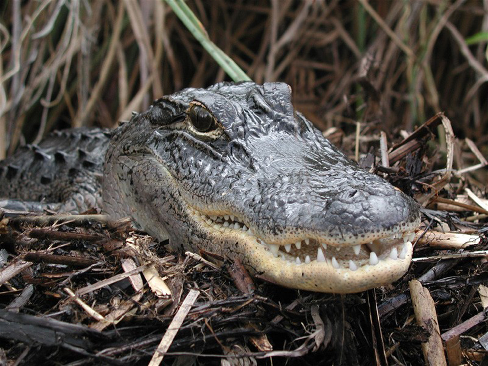 Alligator and crocodile clash in video from Everglades National Park