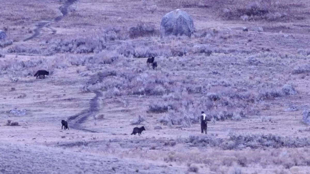 WATCH Man approaches wolf pack at Yellowstone National Park National